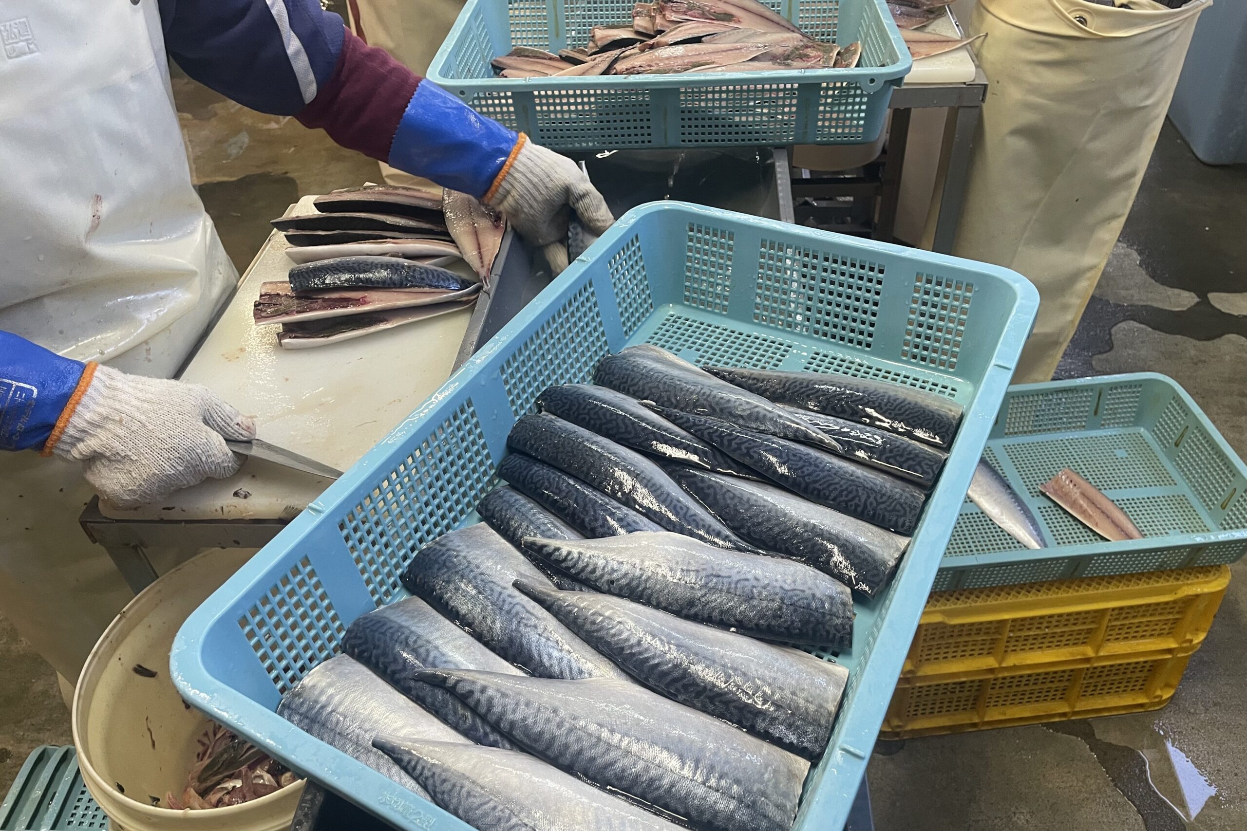 しめ鯖の魅力を総まとめ！アレンジ・栄養・アニサキス対策まで完全